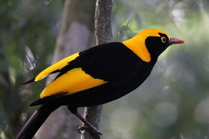 Bellthorpe Rainforest Private Tour - Key highlights you should care about