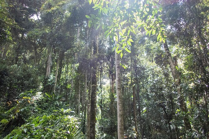 Bellthorpe Rainforest Private Tour - A 10-Hour Day Plan That Keeps You From Rushing the Best Parts