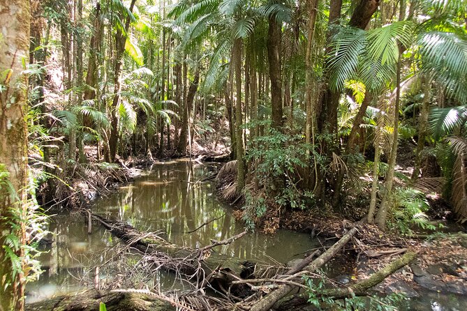 Bellthorpe Rainforest Private Tour - Heritage Waterfalls Stop: Water, a Creek Walk, and Trap Door Spider Curiosity