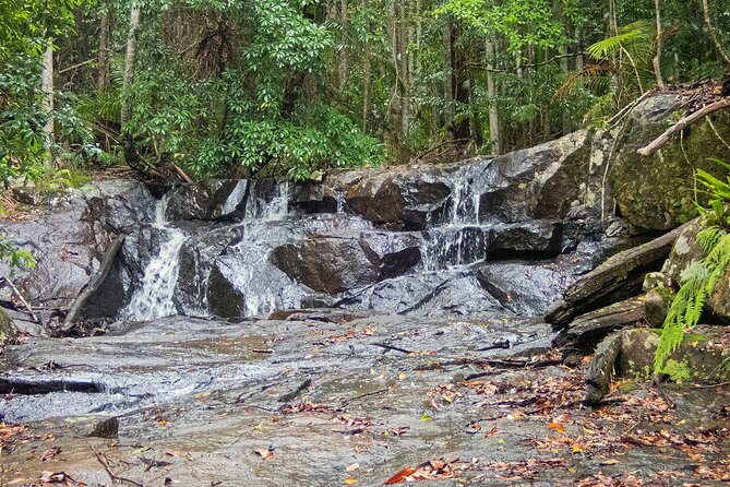 Bellthorpe Rainforest Private Tour - Mary Cairncross Scenic Reserve: Cafe Lunch With Big Views and a Short Walk