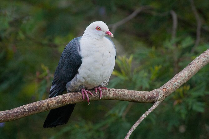 Bellthorpe Rainforest Private Tour - Price and Value: What You’re Paying For (and What to Double-Check)