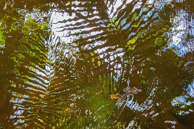 Bellthorpe Rainforest Private Tour - Who Should Book This Private Rainforest Tour (and Who Might Not)