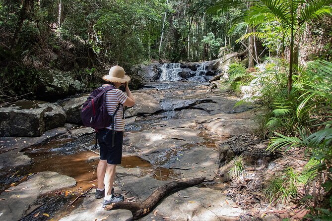 Bellthorpe Rainforest Private Tour - Should You Book the Bellthorpe Rainforest Private Tour?