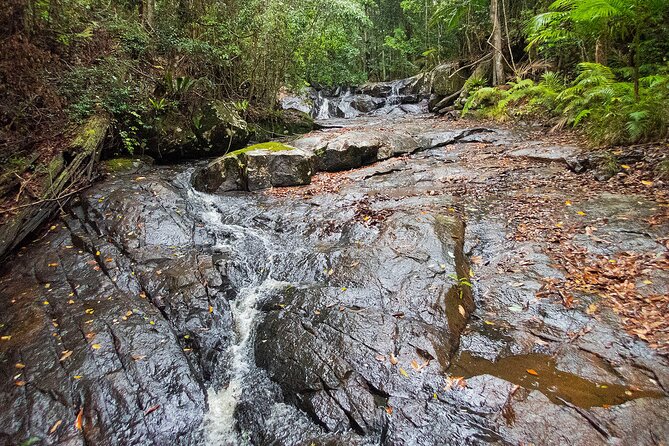 Bellthorpe Rainforest Private Tour - Bellthorpe Stays: Rainforest Hike With a Bird-Watching Lens