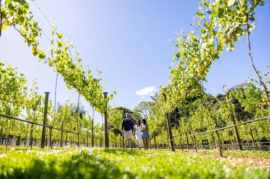 Brisbane: Boutique Winery Tour with Gourmet Lunch - Why this Tamborine Mountain winery day feels different