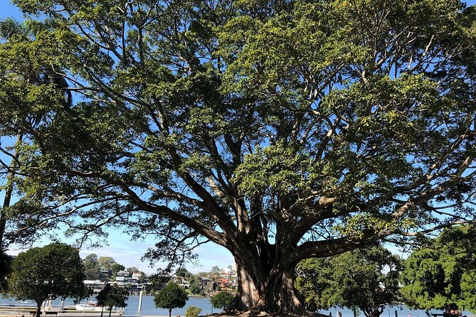 Brisbane City Highlights Sightseeing Tour - What’s included, what isn’t, and how to plan your day