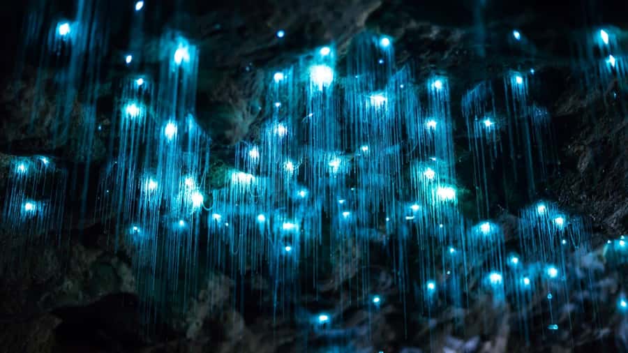 Brisbane: Daytime Glow Worm Caves Hop-on Hop-off Bus Tour - Brisbane to Tamborine Mountain: pickup, ride time, and the best views without effort