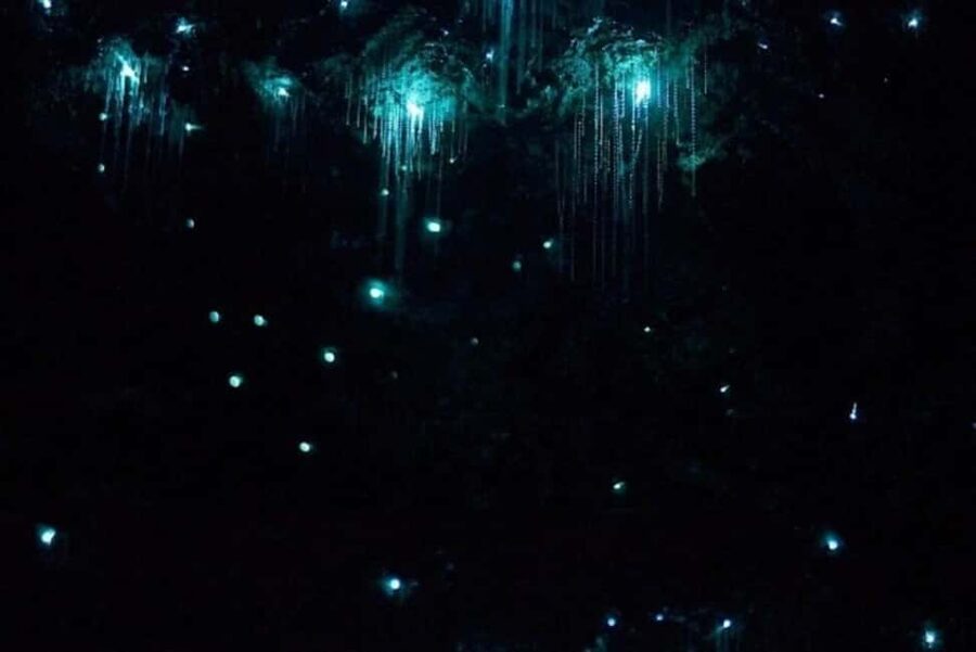 Brisbane: Glow Worms, Sunset, Star Gazing & BBQ - Who Should Book This Tour (and Who Might Rethink It)