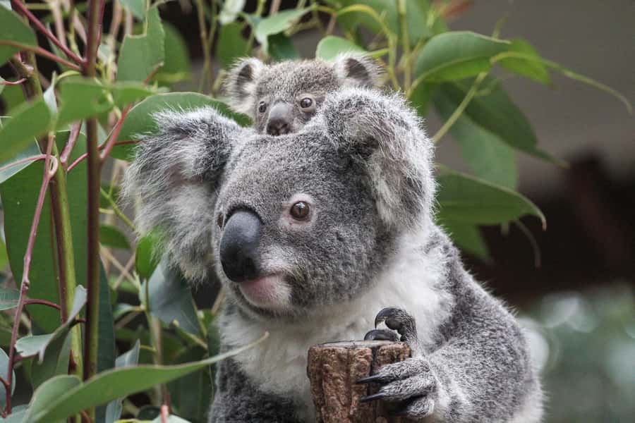 Brisbane: Lone Pine Koala Sanctuary Day Pass - Lone Pine Koala Sanctuary Day Pass: what you’re really buying