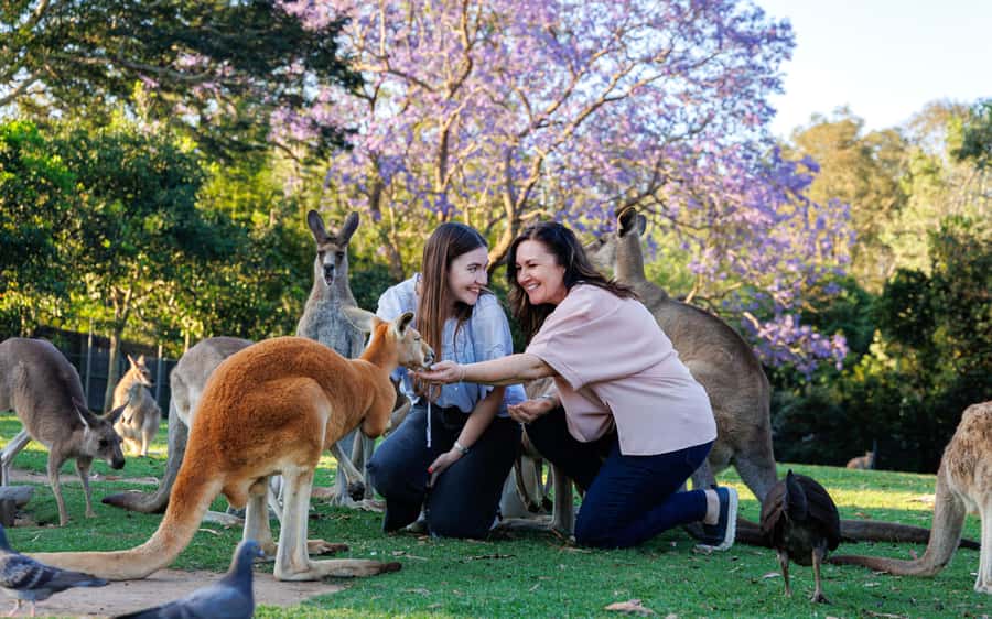 Brisbane: Lone Pine Koala Sanctuary Day Pass - Wildlife beyond koalas: what the 75 native species means