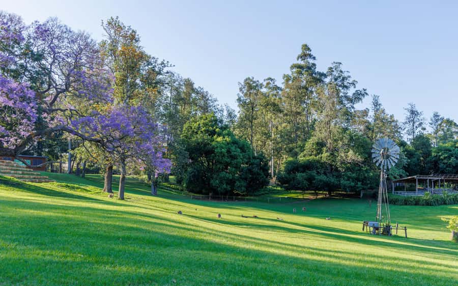 Brisbane: Lone Pine Koala Sanctuary Day Pass - Price and value: is $41 worth a Brisbane day?