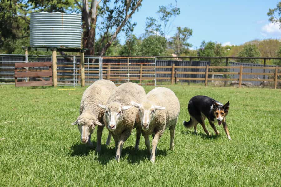 Brisbane: Lone Pine Koala Sanctuary Day Pass - Who this is best for (and who might want a different plan)