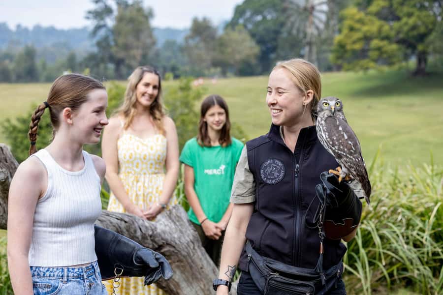 Brisbane: Lone Pine Koala Sanctuary Day Pass - When to go and how to avoid disappointment