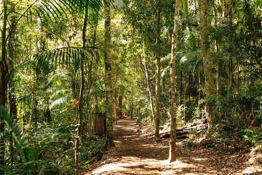 Brisbane: Rainforests, Waterfalls and Glow Worm Cave Tour - Tamborine Mountain views: quick break, big payoff