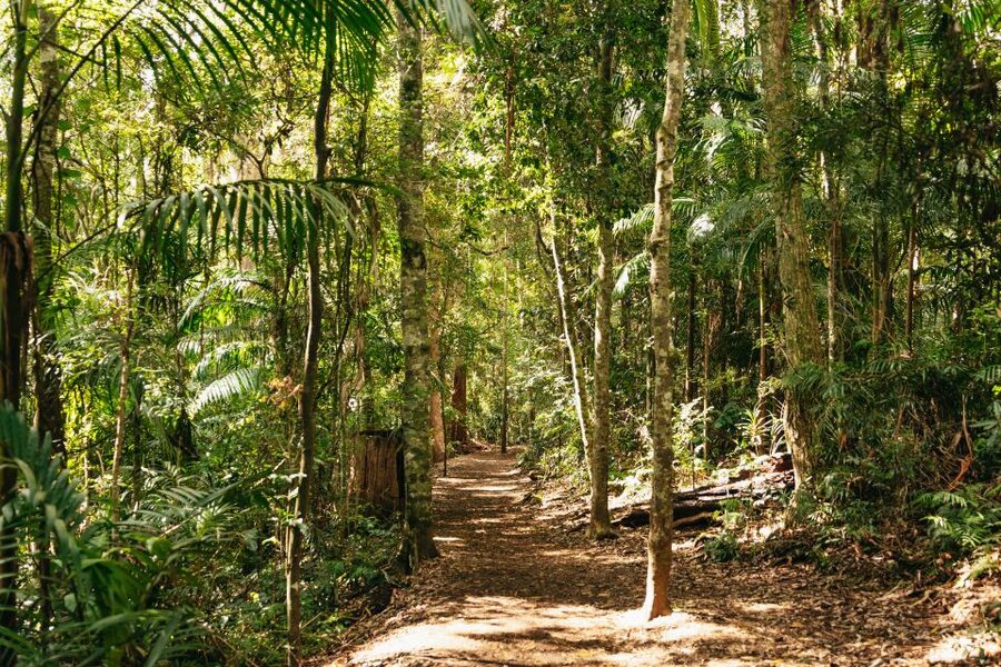 Brisbane: Rainforests, Waterfalls and Glow Worm Cave Tour - Guides make the day: why names like James and Shane matter