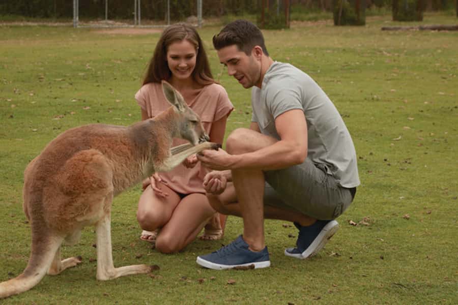 Brisbane River Cruise and Koala Sanctuary Visit - Key highlights worth planning around