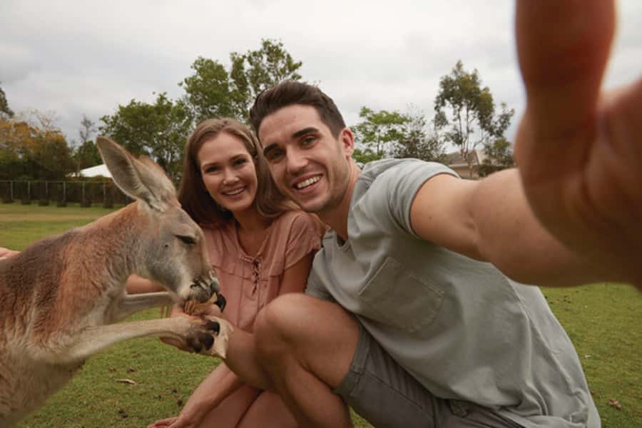 Brisbane River Cruise and Koala Sanctuary Visit - Arriving at Lone Pine: the 3-hour window you’ll actually use