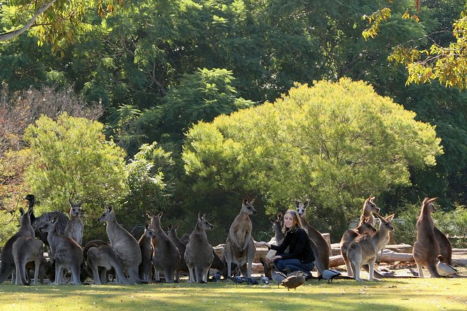 Brisbane River Cruise with entry to Lone Pine Koala Sanctuary - Why This Brisbane River Cruise Plus Lone Pine Combo Works
