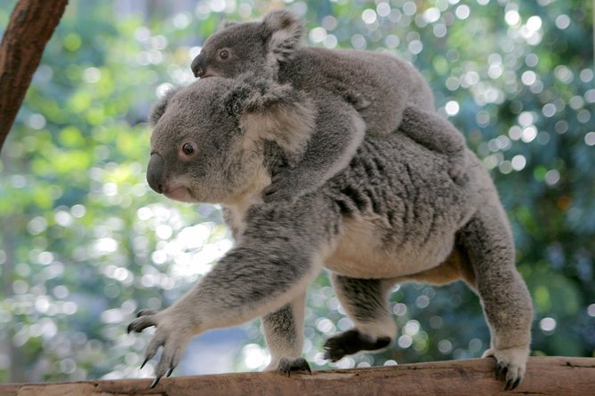 Brisbane River Cruise with entry to Lone Pine Koala Sanctuary - Shows, Feeding, and What You’ll Actually Do at Lone Pine