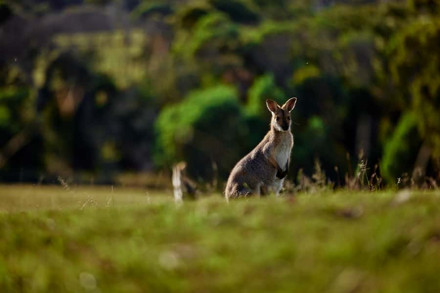 Brisbane: Sirromet Winery Tour with Tasting & 2-Course Lunch - Getting to Sirromet: meeting point and timing that matters