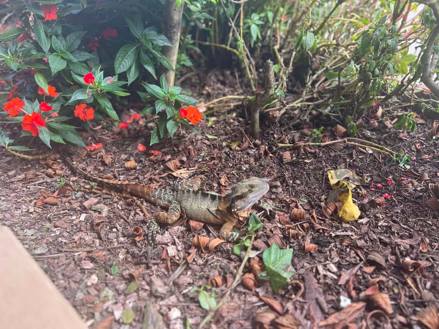Brisbane: Springbrook and Mt Tamborine Glow Worm and Skywalk - The fit check: who should book, and who should skip