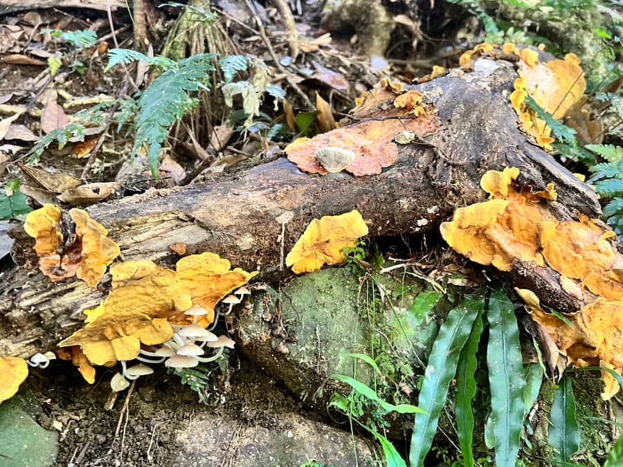 Brisbane: Springbrook and Mt Tamborine Glow Worm and Skywalk - Man-made Glow Worm Caves: the short tour that makes the night science click