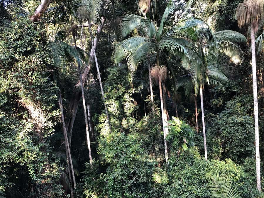 Brisbane: Springbrook and Mt Tamborine Glow Worm and Skywalk - Brisbane morning logistics: the 8:40–8:45 departure is real