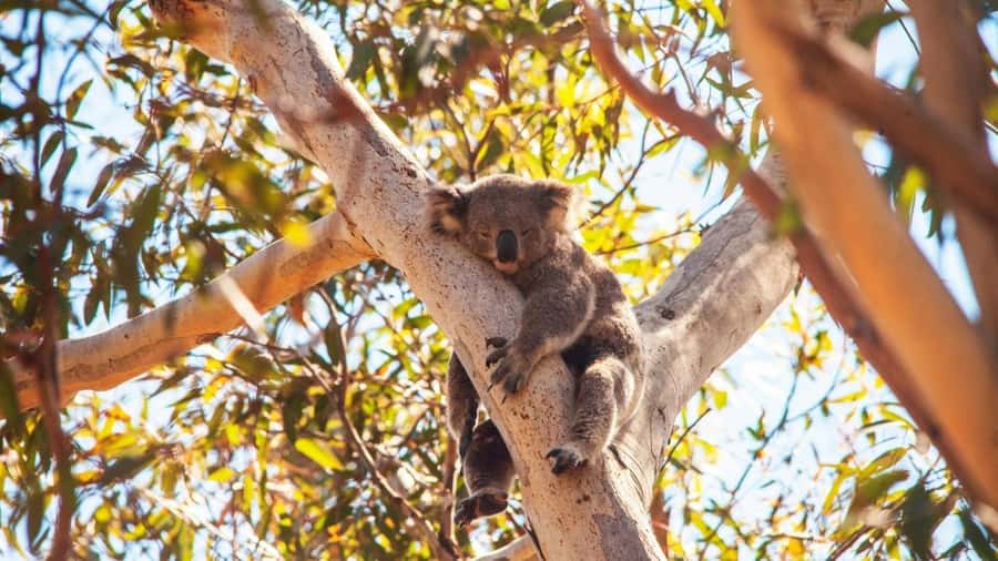Brisbane to North Stradbroke Island Day: Wildlife & Beaches - North Gorge Walk at Point Lookout: where the day turns into whale country