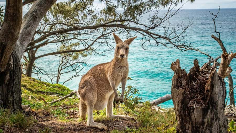 Brisbane to North Stradbroke Island Day: Wildlife & Beaches - Transport, pacing, and timing: how the day really fits together