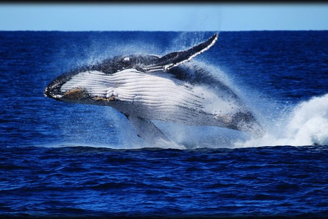Brisbane Whale Watching Cruise from Redcliffe or Sunshine Coast - Why This Moreton Bay Cruise Works for Whale Watching