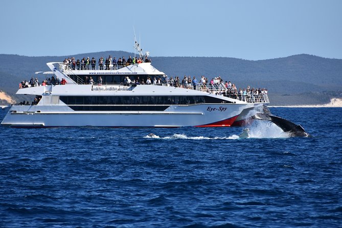 Brisbane Whale Watching Cruise from Redcliffe or Sunshine Coast - The Whale Watching Moment: Humpbacks, Breaches, and More