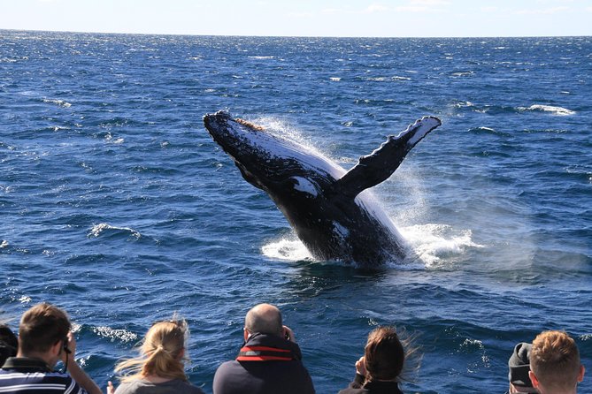 Brisbane Whale Watching Cruise from Redcliffe or Sunshine Coast - Lunch on the Water: Gourmet Picnic Lunchbox With Options
