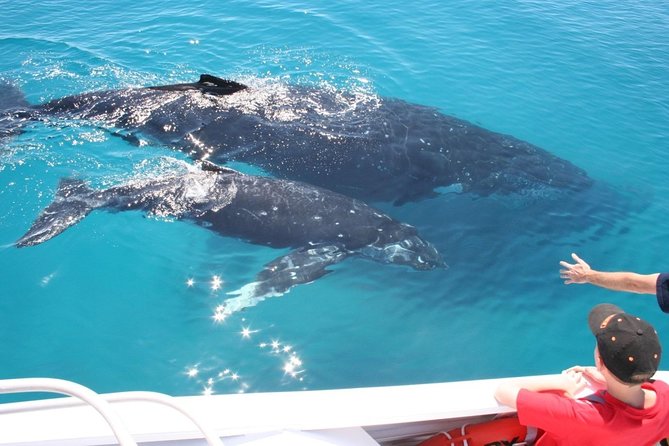Brisbane Whale Watching Cruise from Redcliffe or Sunshine Coast - Premium or VIP Seating: When Extra Money Makes Sense