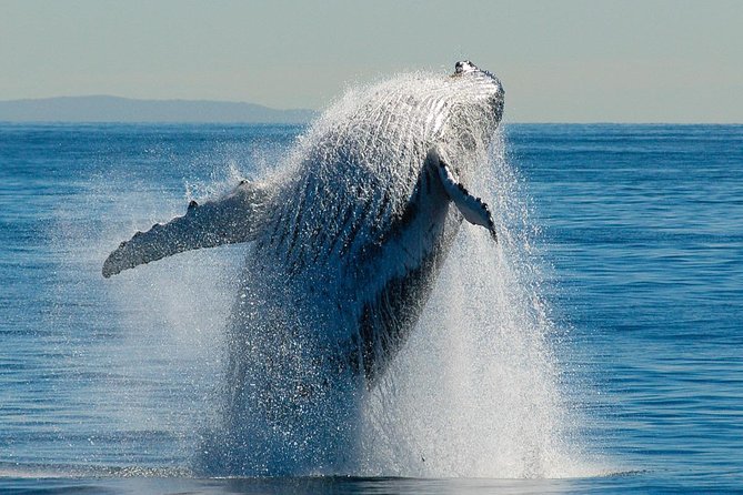 Brisbane Whale Watching Cruise from Redcliffe or Sunshine Coast - Onboard Extras: Bar, Snacks, and Souvenirs