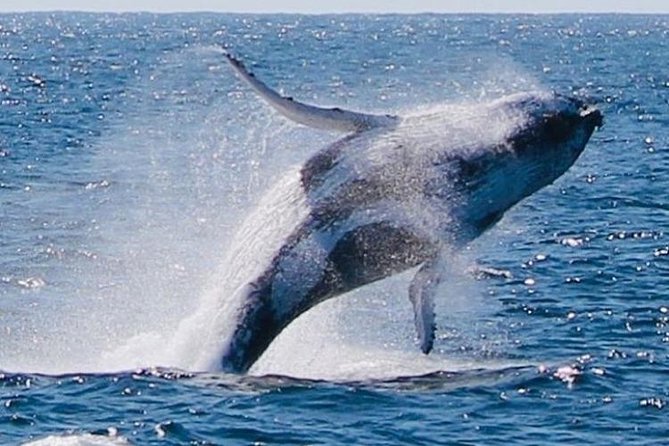 Brisbane Whale Watching Cruise from Redcliffe or Sunshine Coast - Weather Reality: Operates in Most Conditions, Still Needs Good Weather