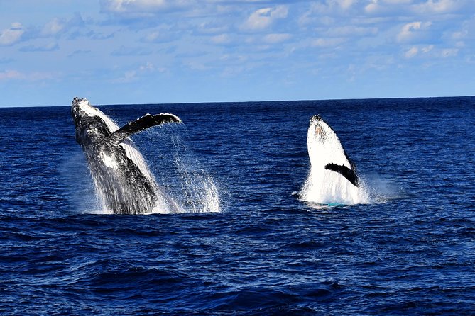 Brisbane Whale Watching Cruise from Redcliffe or Sunshine Coast - Eye Spy Viewing: Cabin Comfort vs Deck Sightlines