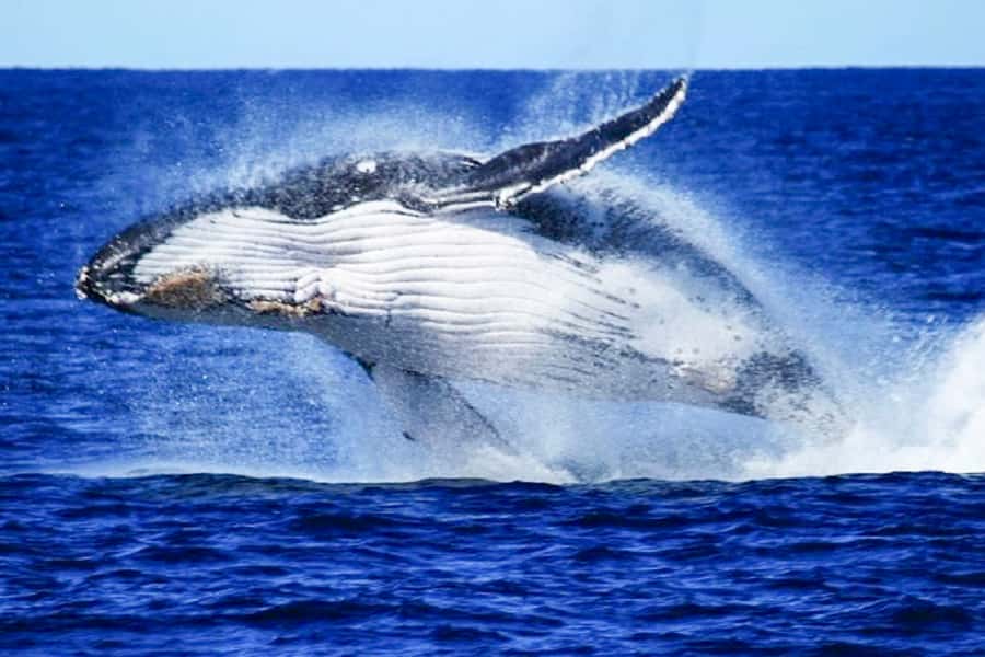 Brisbane: Whale Watching Cruise with Lunch - Whale Watching Near Brisbane: Moreton Bay From MV Eye Spy