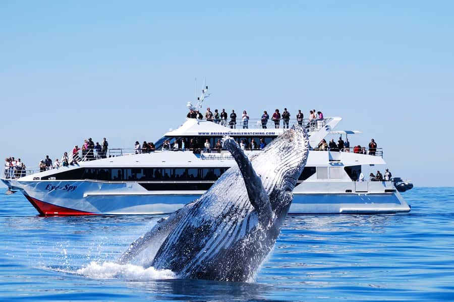 Brisbane: Whale Watching Cruise with Lunch - What’s Actually Included: The Picnic Lunchbox and On-Board Food