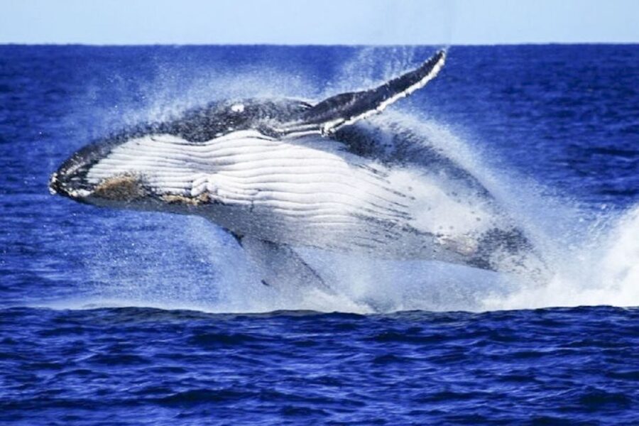 Brisbane: Whale Watching Cruise with Lunch - Should You Book This Brisbane Whale Watching Cruise?