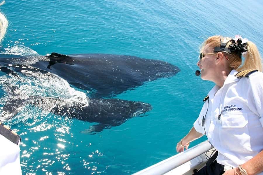 Brisbane: Whale Watching Cruise with Lunch - Captain Kerry Lopez and Respectful Wildlife Viewing
