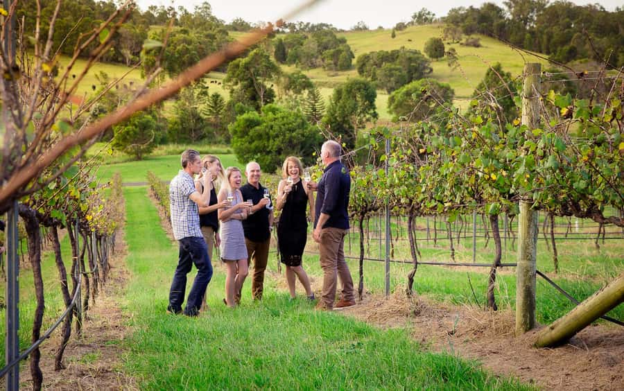 Brisbane: Wine & Dine In The Vines - Vineyard walk with the winemaking team (and why it’s more fun than a lecture)