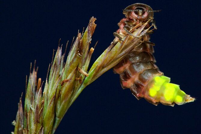 Daytime Scenic Rim Glow Worm Tour + Hop on Hop off Bus - Price and value: what you’re paying for