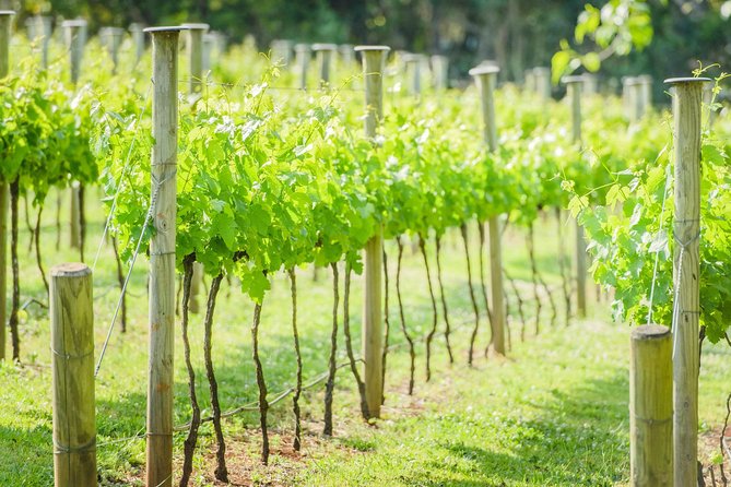 Deluxe Wine Tour to Tamborine Mountain, includes two course lunch - Your day plan: wineries, lunch, then a distillery finish