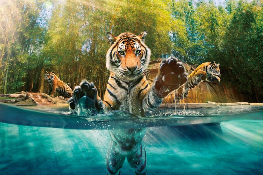 From Brisbane: Australia Zoo Ticket and Roundtrip Transfer - Key things to know before you go