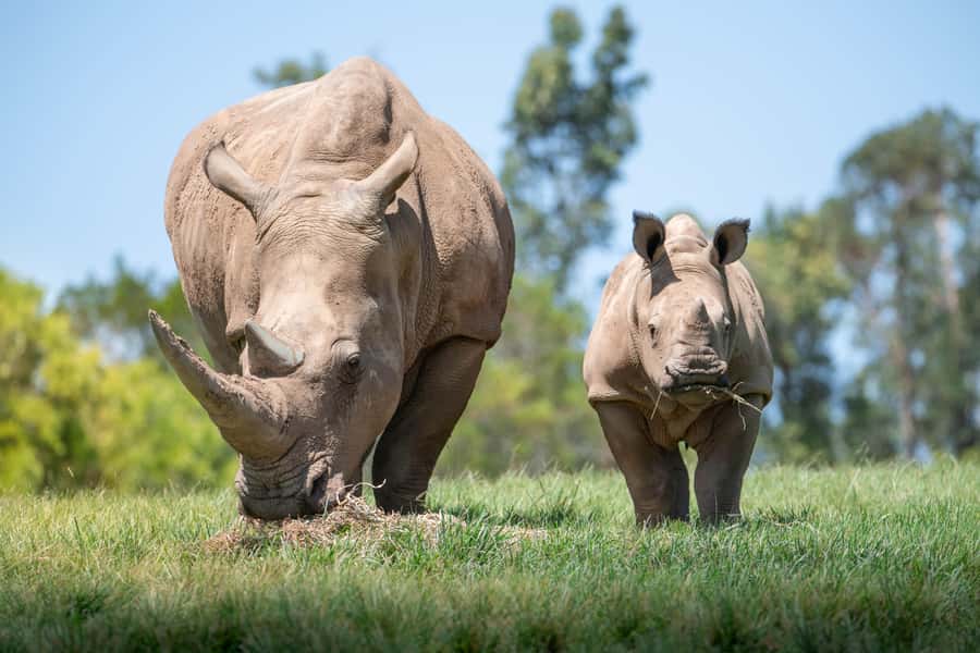 From Brisbane: Australia Zoo Transfer and Entry Ticket - Key takeaways before you go