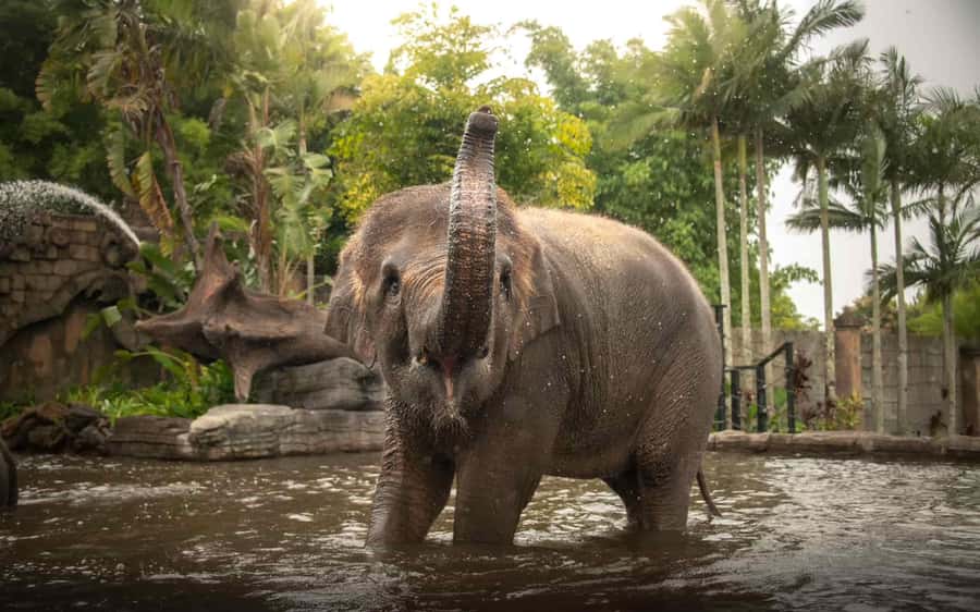 From Brisbane: Australia Zoo Transfer and Entry Ticket - Inside Australia Zoo: how to plan 6 hours without rushing