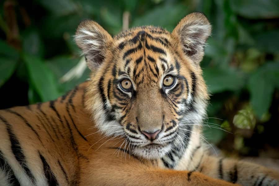From Brisbane: Australia Zoo Transfer and Entry Ticket - Timing and heat management: what to pack for Queensland in summer