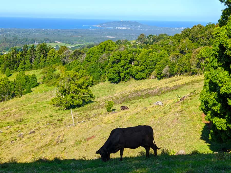 From Brisbane: Byron Bay, Bangalow, and Gold Coast Day Tour - Who this tour suits (and who should skip it)