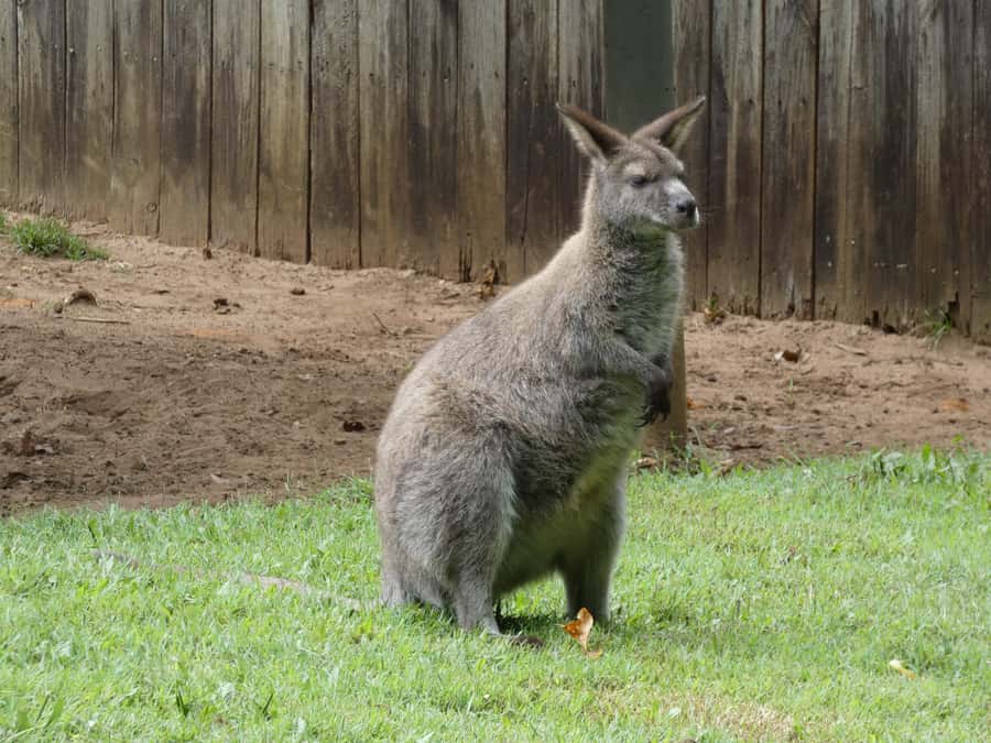 From Brisbane: Day Trip to Noosa, Glass House Mtns and Zoo - Timing and walking: how to enjoy the full day without feeling crushed