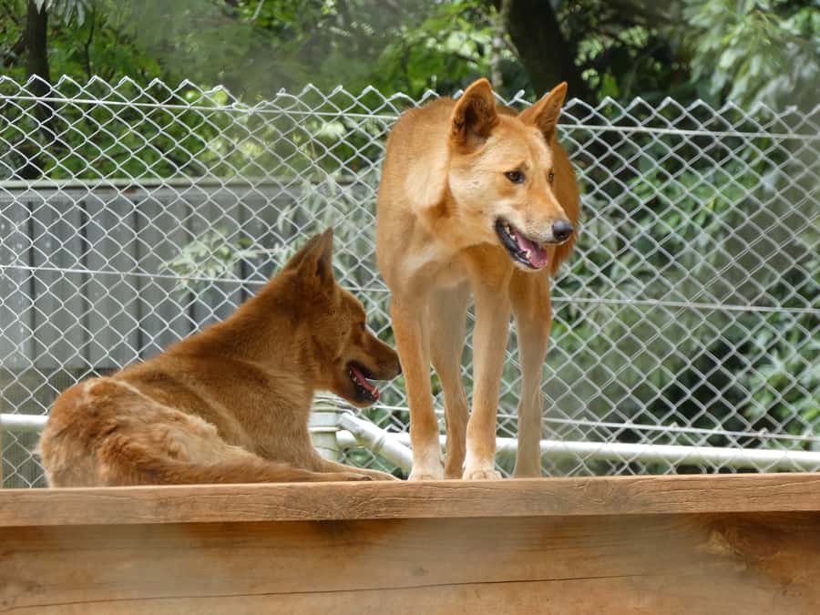 From Brisbane: Day Trip to Noosa, Glass House Mtns and Zoo - Noosa Beach break: sun, strolls, and breathing room